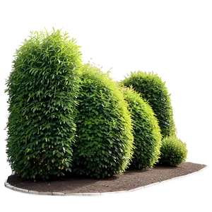 Hedge Shrubs Png Ifb PNG Image