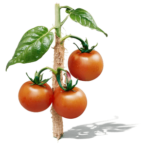 Heirloom Tomato Plant PNG mvl PNG