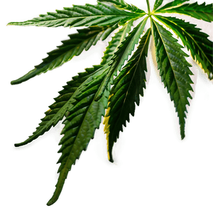 Hemp Leaf Closeup PNG fct83 PNG image with transparent background