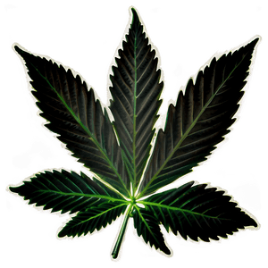 Hemp Leaf Closeup PNG iuw3 PNG image with transparent background