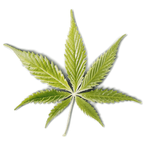 Hemp Leaf Closeup PNG ldh PNG image with transparent background