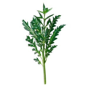 Herb A PNG Image