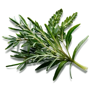 Herb D PNG Image