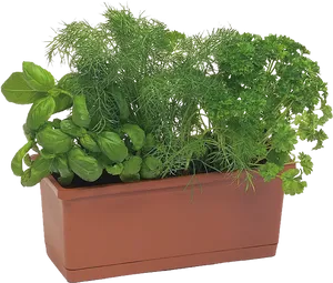 Herb Gardenin Rectangular Planter PNG Image