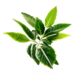 Herbal Leaves PNG 06272024 PNG with transparent background