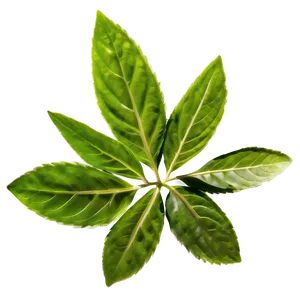 Herbal Leaves Png 97 PNG Image