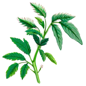 Herbal Plant Clipart Png 47 PNG Image