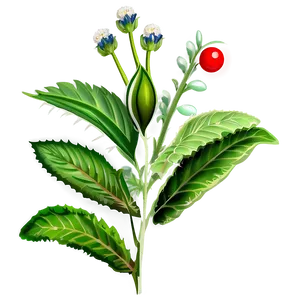 Herbal Plant Clipart Png Swf PNG Image