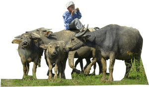 Herd Of Buffalo Png, Transparent Png PNG image with transparent background