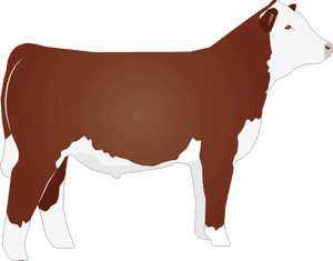 Hereford Cattle Png - Hereford Cattle Clip Art, Transparent Png PNG with transparent background