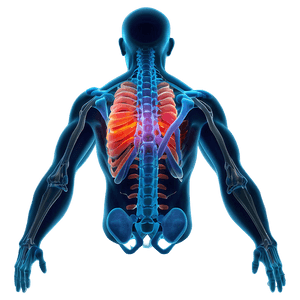 Herniated Disc Information PNG lwb PNG with transparent background