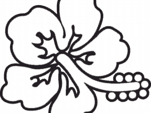 Flower Outline Cliparts - Line Art, HD Png Download PNG image with transparent background