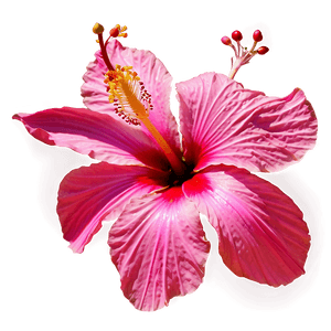 Hibiscus Flower PNG bsr PNG image with transparent background