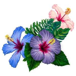 Hibiscus Flower PNG ehs PNG image with transparent background