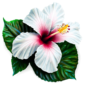 Hibiscus Flower PNG uvp91 PNG image with transparent background