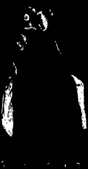 High Contrast Penguin Silhouette PNG image with transparent background
