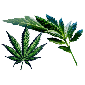 High-Quality Weed PNG 05032024 PNG image with transparent background