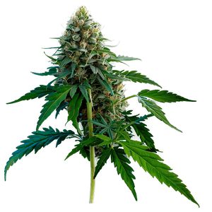 High-Quality Weed PNG 58 PNG image with transparent background