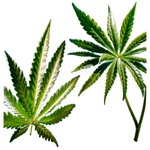 High-Quality Weed PNG 88 PNG image with transparent background