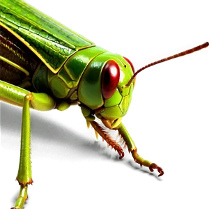 High Resolution Grasshopper Png Lbp PNG Image