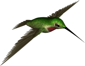 High Resolution Hummingbird Png, Transparent Png PNG image with transparent background
