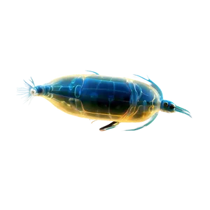 High-resolution Zooplankton Png 45 PNG Image