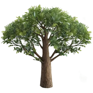 High Tree Crown View Png Rse PNG Image