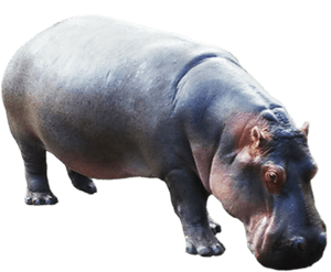 Hippo Png, Transparent Png PNG image with transparent background