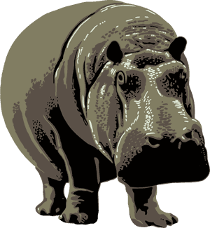 Hippopotamus, HD Png Download PNG image with transparent background