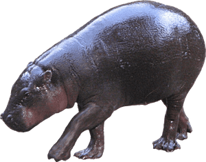 Hippopotamus Png Free Pic, Transparent Png PNG image with transparent background