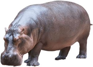Hippopotamus Png Image - Hippopotamus Meaning In Hindi, Transparent Png PNG image with transparent background