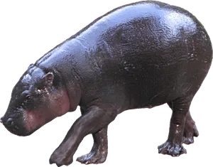 Hippopotamuson Land.png PNG Image