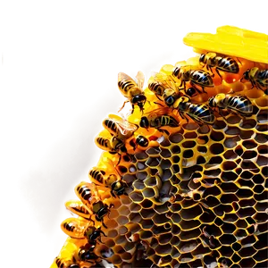 Hive Under Sunlight Png 46 PNG Image