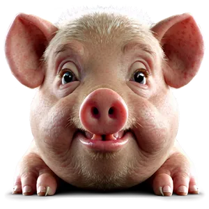 Hog Face Png 06252024 PNG Image