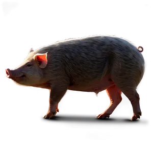 Hog Illustration Png 11 PNG Image