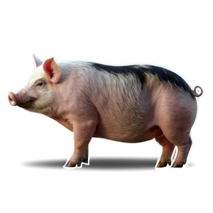 Hog On Farm Png 10 PNG Image