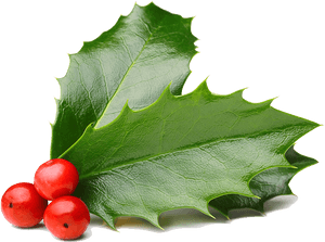 Holly And Berries - Feliz Dia Del Prematuro, HD Png Download PNG image with transparent background