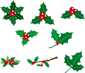 Holly Berries, Red And Green, Christmas, Green, Holly - Common Holly, HD Png Download PNG image with transparent background