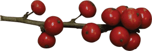 Holly Berries Red Png , Png Download - Red Holly Berries Png, Transparent Png PNG image with transparent background