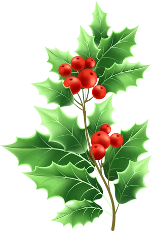 Holly Branch Christmas Decoration PNG Image