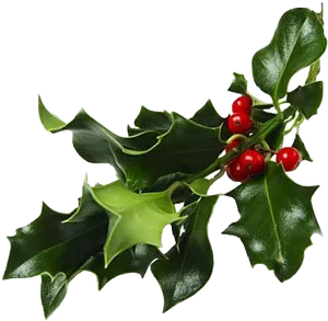 Holly Branch Red Berries.png PNG Image