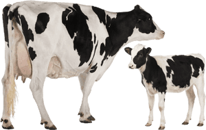 Holstein Friesian Cattle Heck Cattle Jersey Cattle - Heat Stress Cattle Pathway, HD Png Download PNG with transparent background
