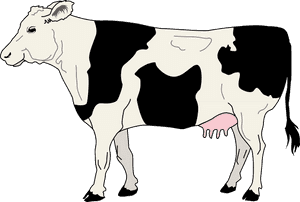 Gambar Sapi Hitam Putih, HD Png Download PNG with transparent background