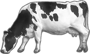 Holstein Friesian Dairy Cow PNG Image