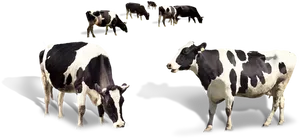 Holstein Friesian Dairy Cows PNG Image