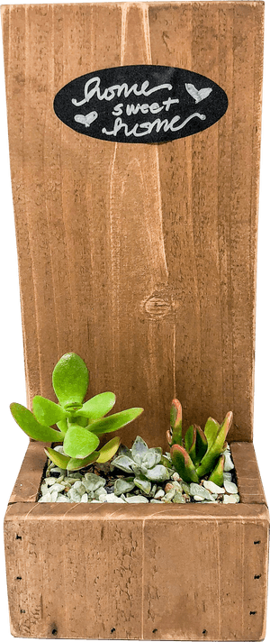 Succulent Png, Transparent Png PNG image with transparent background