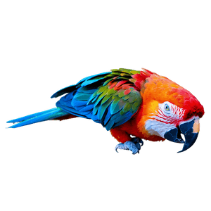 Honduran Red Macaw PNG 94 PNG