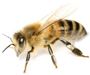 Honey Bee Close Up PNG Image