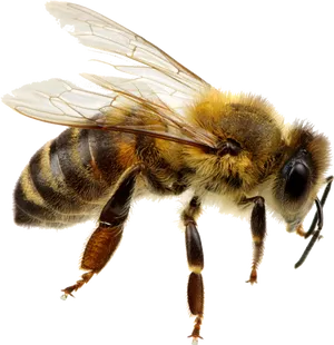 Honeybee_ Closeup PNG Image