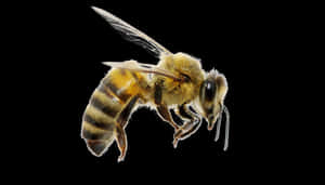 Bee Png Image Download - Bee With A Top Hat, Transparent Png PNG image with transparent background